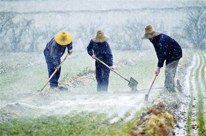 雨雪下得欢 农民耕作忙