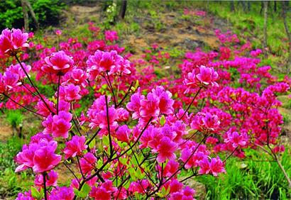 胶南大珠山万亩野生杜鹃花迎春绽放