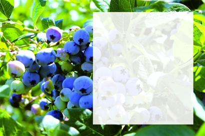 第八届崂山蓝莓采摘节将于6月初开幕