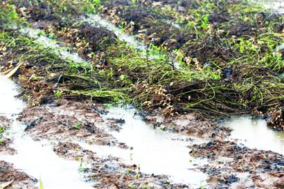 20天阴雨花生全"泡汤"万亩地颗粒难收