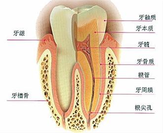 应该提倡使用牙线