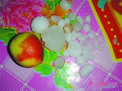 鸡蛋大冰雹乘八级风突袭莱西十余个村损失总计