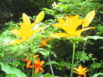 万株青岛百合花崂山景区吐艳引来盗花贼上山挖走了近三成