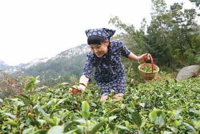 崂山茶,躲在壶里的春天