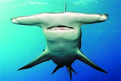 台湾"锤头鲨"乘飞机从青岛入境五头"海洋超级猎手"最怕晒太阳