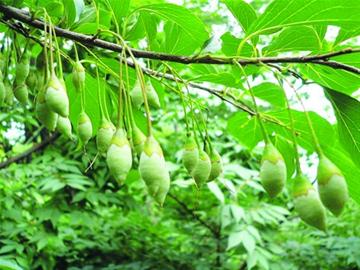 山黄瓜野茉莉还有葛枣猕猴桃崂山风景区发现130种奇异