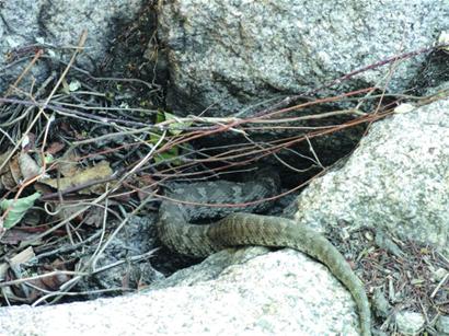 黑眉蝮蛇进入采食活跃期崂山12个路段需格外