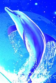 体形大的深海鱼重金属含量较高