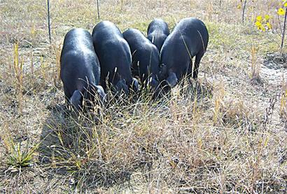 因黑而走红三猪鼎立肉搏价高却吃香争相开店专卖