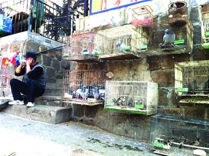 麻雀八哥相思鸟养在笼里等放生