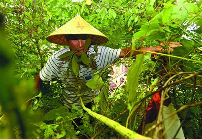 七旬采药人成了护药员以前为生计如今当消遣