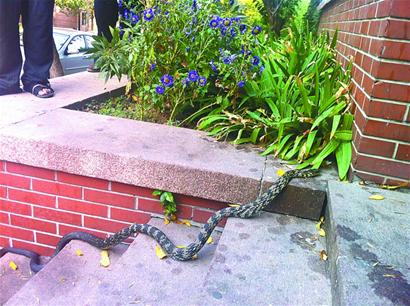 捕蛇技巧时,他表示在老家沈阳