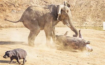 大象河马大打出手