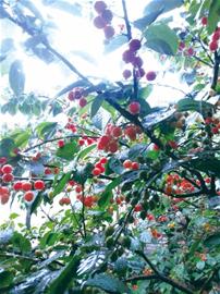 雨打樱桃 果子更水灵本周采摘 啥也不耽误