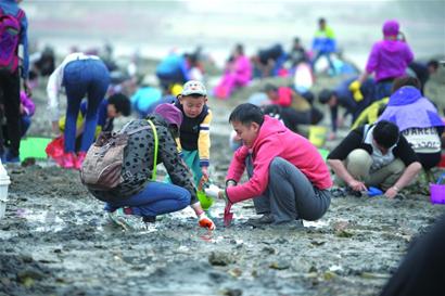 红岛蛤蜊节开挖首日迎两万游客-青岛报纸电子版