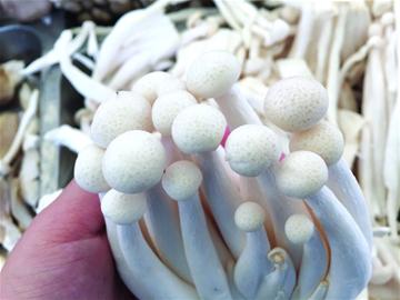 不管在超市还是菜市场,白色细长的菌菇都很多.