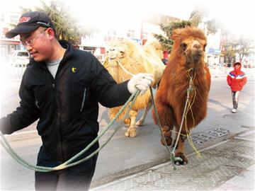 骆驼情侣 大闹黑龙江路