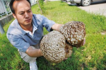 花生地里长出巨型"猴头"