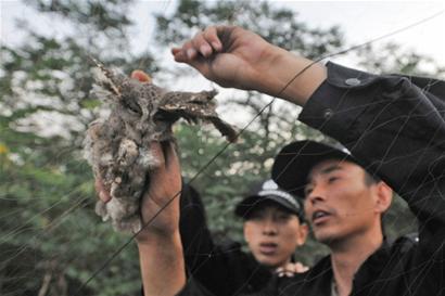 张网捕鸟"法网"侍候