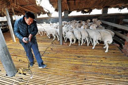 村民几乎人人都有宰羊的好手艺; 胶南塔桥村历史上就多出屠户; 羊圈