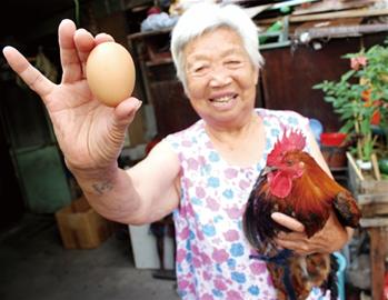 刘大妈从李村集买回的公鸡会下蛋 专家怀疑是