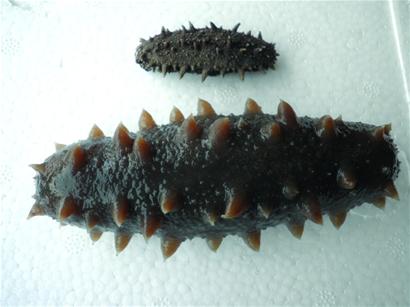 老尹家海参引领行业第三次革命