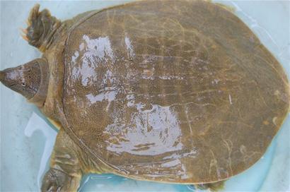 水库里钓出3.6斤大甲鱼-青岛报纸电子版