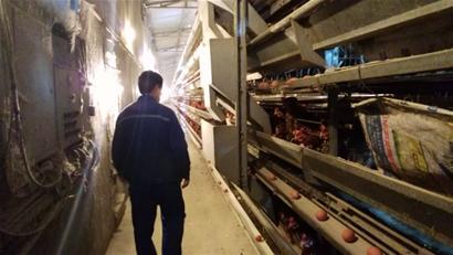 养30万只鸡 只要1个人