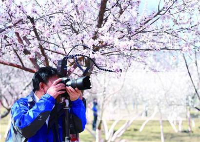 跟随诗词觅芬芳-青岛报纸电子版