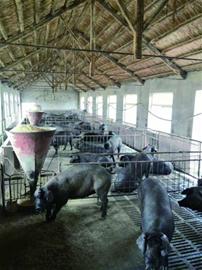 猪咪咪是啥部位