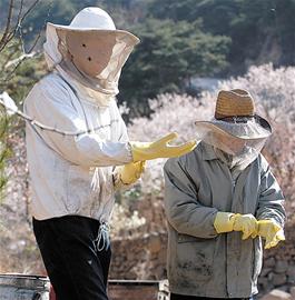 峪山里养蜂人