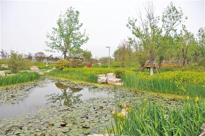 苏州市人工湿地景观植物的应用现状及对策