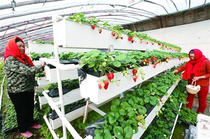 WIPO中国：WIPO GREEN上海城市加速项目2025进展回顾