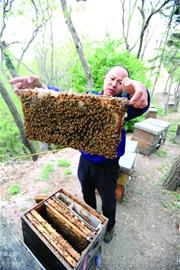 蜜蜂几度会冷死 m_138702.jpg