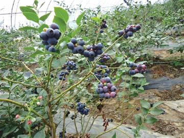 m_417360.jpg