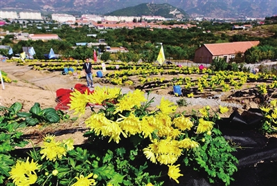 崂山北宅两个项目入选