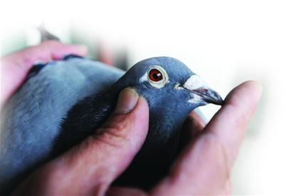 信鸽比赛归巢验鸽视频 m_494228.jpg