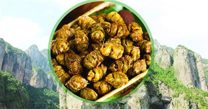 延年益寿的"千年本草"—铁皮石斛